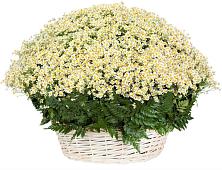 Цветочная композиция из Ромашки в корзине #REPLACE_PRED# Русской Поляне